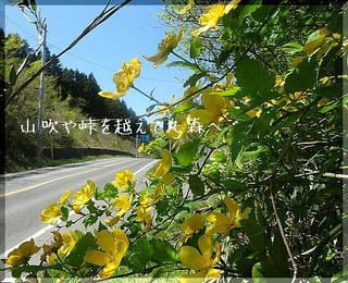 yamabukiiiiii1212.jpg