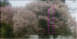 yamasakuramachi1111.jpg