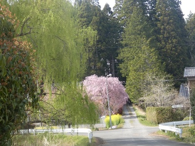yanagusakura.jpg