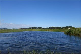 yasawanuma1.jpg
