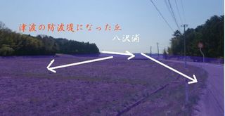 yasawaura1111222.jpg