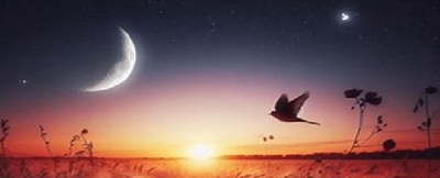 eveningbird2.jpg