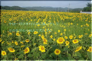 sunflowersssss111.jpg