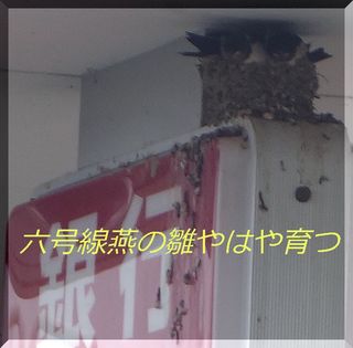 swallowwwwshop.jpg