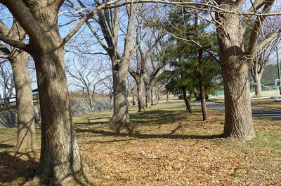 treesline1.jpg